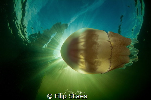 "Torpedo", Barrel jellyfish (Rhizostoma pulmo), Zeeland, ... by Filip Staes 